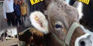 Kars’ta boğa dağıtımı