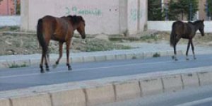 Başıboş atlar tehlike saçıyor