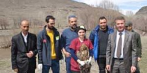 Kaya kartalı doğaya bırakıldı
