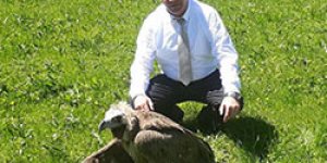 Yaralı Kızıl Akbaba Emin Ellerde