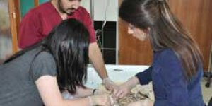 Yaban hayvanları Kars’ta emin ellerde