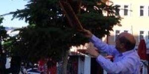 Firari bal arıları şehir merkezine indi