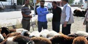 Kars’ta kurban pazarı kuruldu
