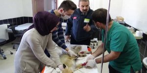 Yaban hayvanları Kars’ta tedavi ediliyor