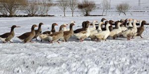 TKDK kaz çiftliği kurulmasına destek verecek