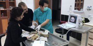 Aracın çarpması sonucu yaralanan hamile tilki 3 yavru dünyaya getirdi