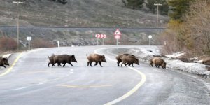 Sarıkamış’ta domuz sürüsü yola indi