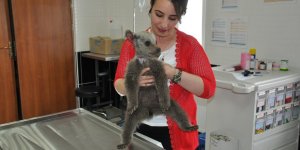 Yavru ayı Kars’ta tedavi altına alındı