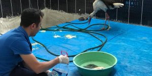 Yaban hayvanları Kars'ta şifa buluyor