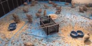Tedavileri tamamlanan keklikler doğaya bırakılacak