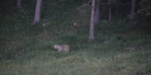 Boz ayılar Sarıkamış'ta görüntülendi
