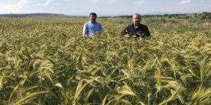 Tritikale tohumları Kars için umut kaynağı oldu