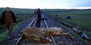 Yolcu treni 20 büyükbaş hayvanı telef etti