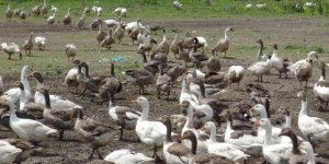 Kars’ta kaz ölümleri yeniden başladı