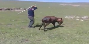 Eşeğe işkence yaptılar, sosyal medyada paylaştılar