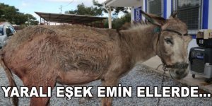 Kars’ta işkence yapılan eşek emin ellerde