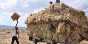 Kars’ta sıcak havada çiftçilerin ot toplama mesaisi