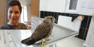 Yaralı Kerkenez’e İlkay Timur Sahip Çıktı