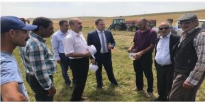 Kars’ta Ketencik bitkisi hasadı başladı