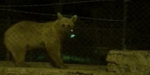 Sarıkamış’ta ayının tel örgüden geçme yöntemi şaşırttı