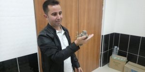 Çoban aldatan kuşunun tedavisi yapıldı