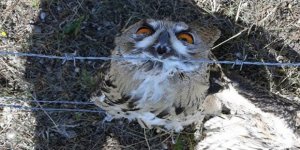 Sarıkamış’ta tel örgüye şıkışan puhu kurtarıldı