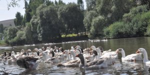  Kars’ta kazlar besiye alındı