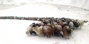 Doğu Anadolu'nun yüksek kesimleri beyaza büründü