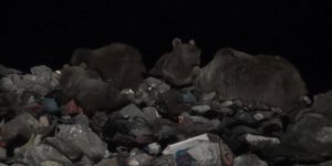 Ayılar Sarıkamış’ta kış uykusu öncesi besin depoluyor