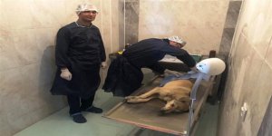 Kars'ta modern havyan barınağı devreye girdi