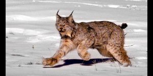 Sarıkamış’ta vaşak görüntülendi 