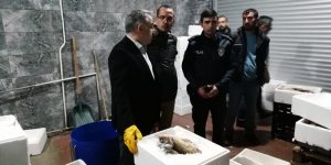 Kars'tan giden 15 ton sağlıksız balık imha edildi
