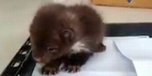 Kaya sansarları Kars'ta tedavi edilecek