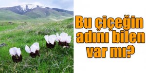 Bu çiçeğin adını bilen var mı?