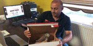 Kars’ta yavru kerkenez yetkililere teslim edildi 