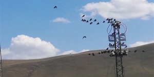 Kargalar elektrikleri kesmesin diye!...