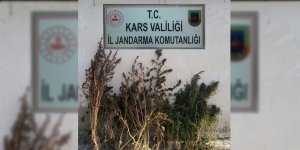 Arpaçay’da kök kenevir ele geçirildi