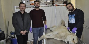 Kars’ta kısırlaştırma işlemi Susuz’dan başladı