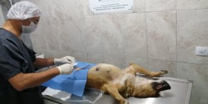 Kars'ta sokak köpekleri kısırlaştırılıyor