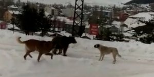 Sarıkamış’ta boz ayının köpeklerle imtihanı