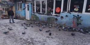 Kars’ta aç kalan güvercinleri esnaf elleriyle besliyor