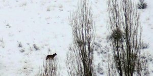 Kars’ta aç kurtlar köye indi