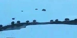 Sarıkamış’ta köye domuz sürüsü indi