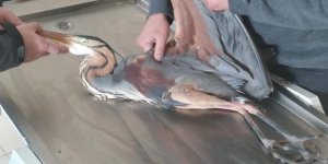 Arı Şahini ve Erguvani balıkçıl Kars’ta tedavi altına alındı
