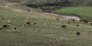 Kars’ta hayvanlar meralara çıktı