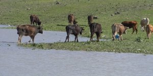 Türkiye’nin büyükbaş hayvan ihtiyacını Kars karşılıyor