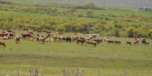 Kars’ta büyükbaş ve küçükbaş hayvanlar meralara çıkarıldı