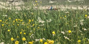 Kars’ta sarı çiçek açtı