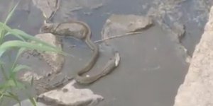 Kars’ta yılanın balık avı kameraya yansıdı