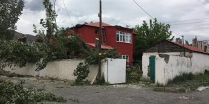 Kars’ta polen yayan ağaçlar kesiliyor